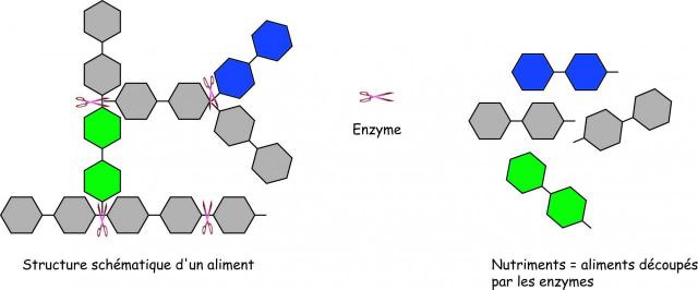 enzyme.jpg