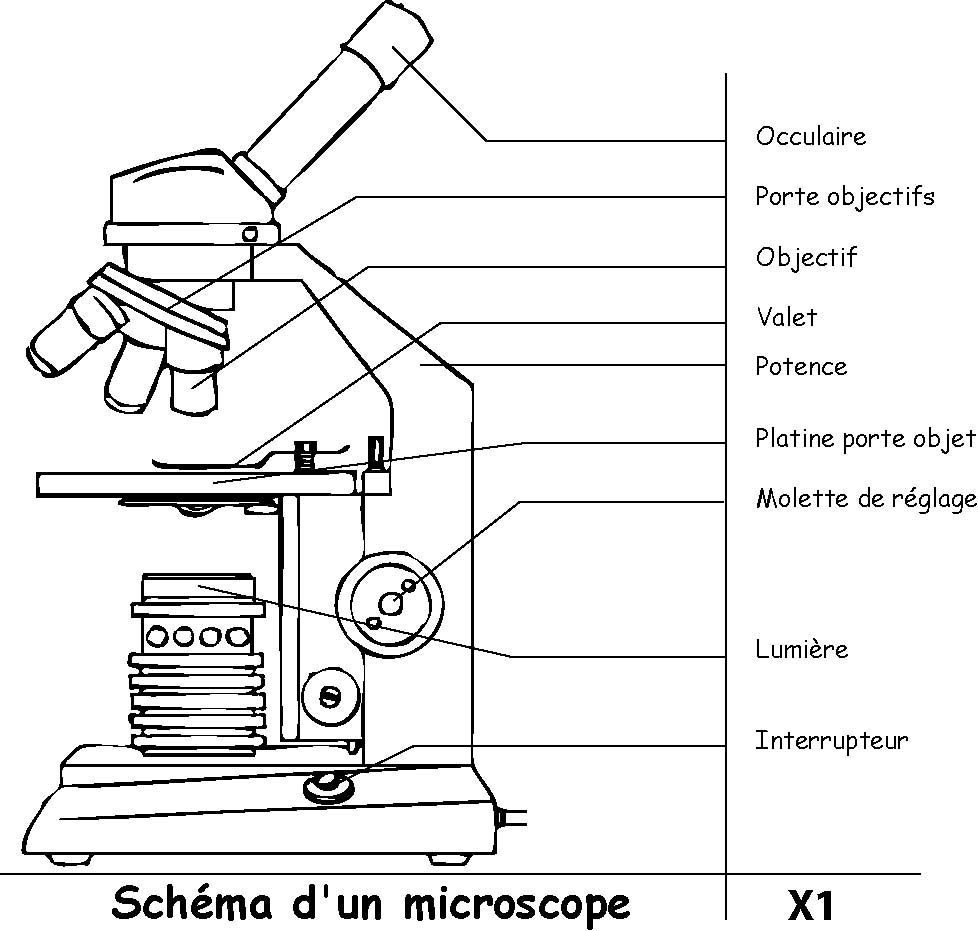 Un Dessin Au Trait De Microscope Scientifique Isolé D'objet