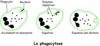 phagocytose.jpg