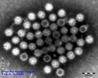 rotavirus.jpg