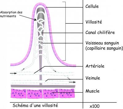 schema-villosite.jpg