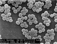staphylococcus-aureus-01.jpg
