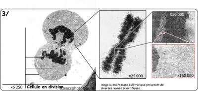 adn-cellule-mitose-2.jpg