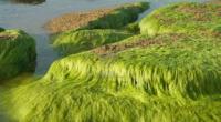 algues.jpg