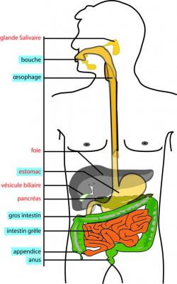 digestion2.jpg
