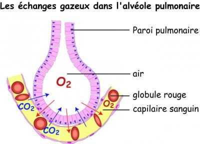 echange-alveole.jpg