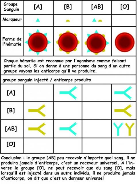 groupe-sanguin-anticorps.jpg